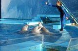 Tierschutz: Wale - bedrohte Giganten - Bild 2