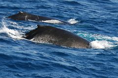 Tierschutz: Wale - bedrohte Giganten - Bild 3
