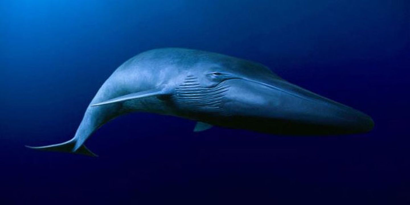 Tierschutz: Wale - bedrohte Giganten - Bild 8