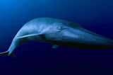 Tierschutz: Wale - bedrohte Giganten - Bild 8