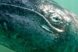 Tierschutz: Wale - bedrohte Giganten - Bild 9