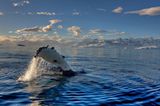 Tierschutz: Wale - bedrohte Giganten - Bild 10