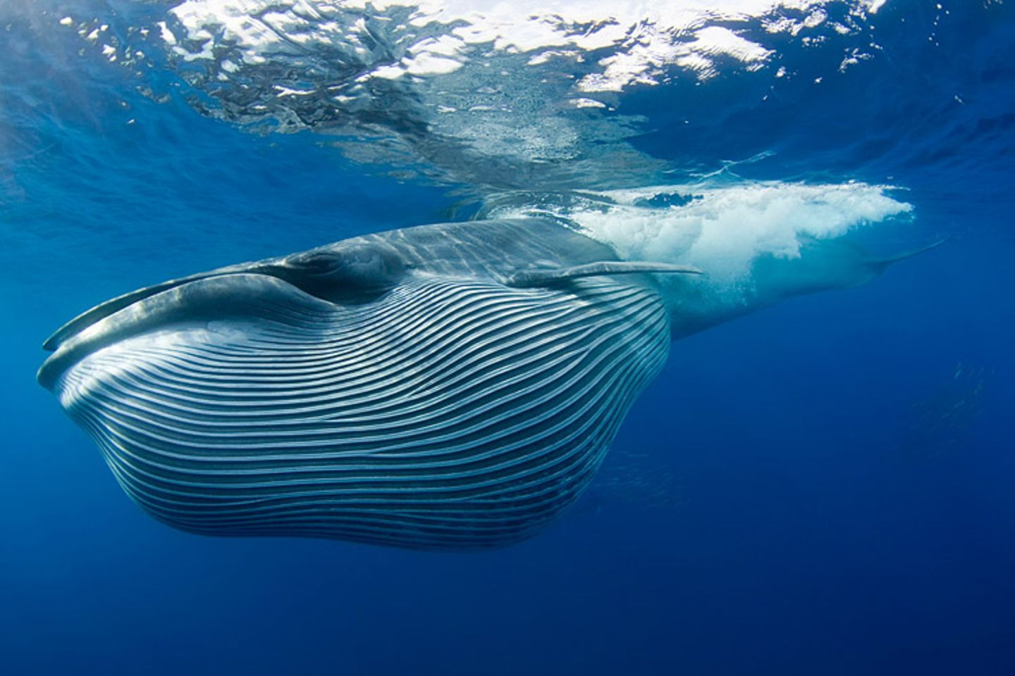 Tierschutz: Wale - bedrohte Giganten - Bild 11