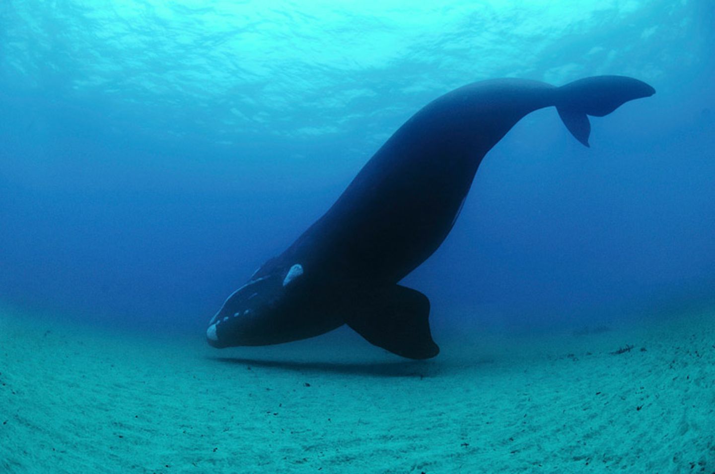 Tierschutz: Wale - bedrohte Giganten - Bild 12