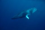 Tierschutz: Wale - bedrohte Giganten - Bild 13