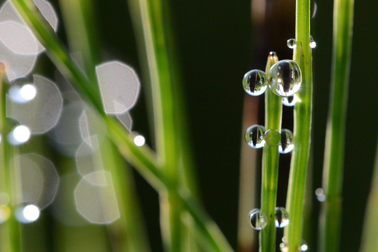 Im Frühtau zu Berge