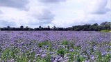 Phacelia