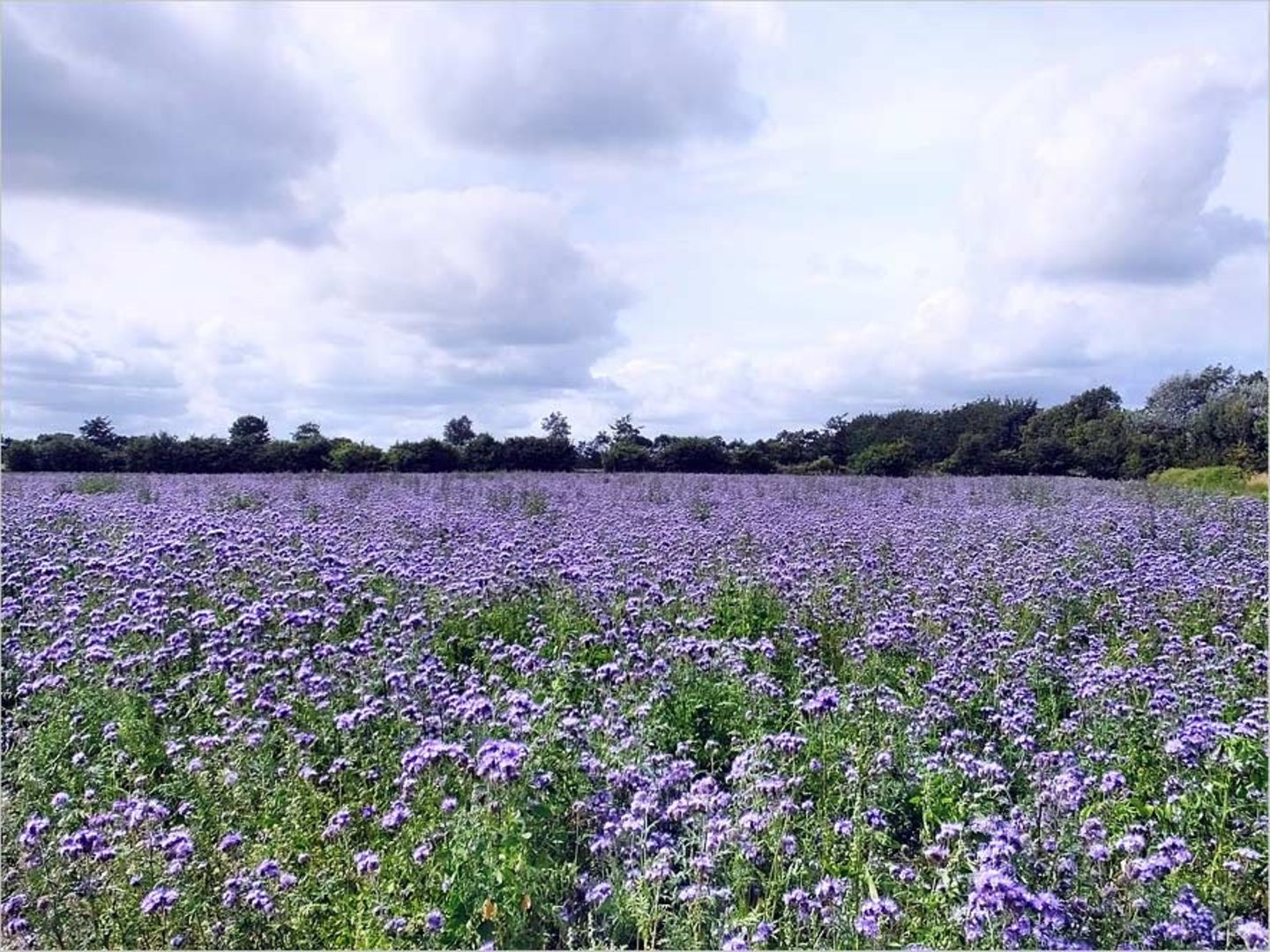 Phacelia