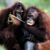 Orang-Utan: Steckbrief im Tierlexikon
