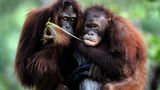 Orang-Utan: Steckbrief im Tierlexikon