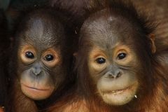 Tierlexikon: Orang-Utan - Bild 2