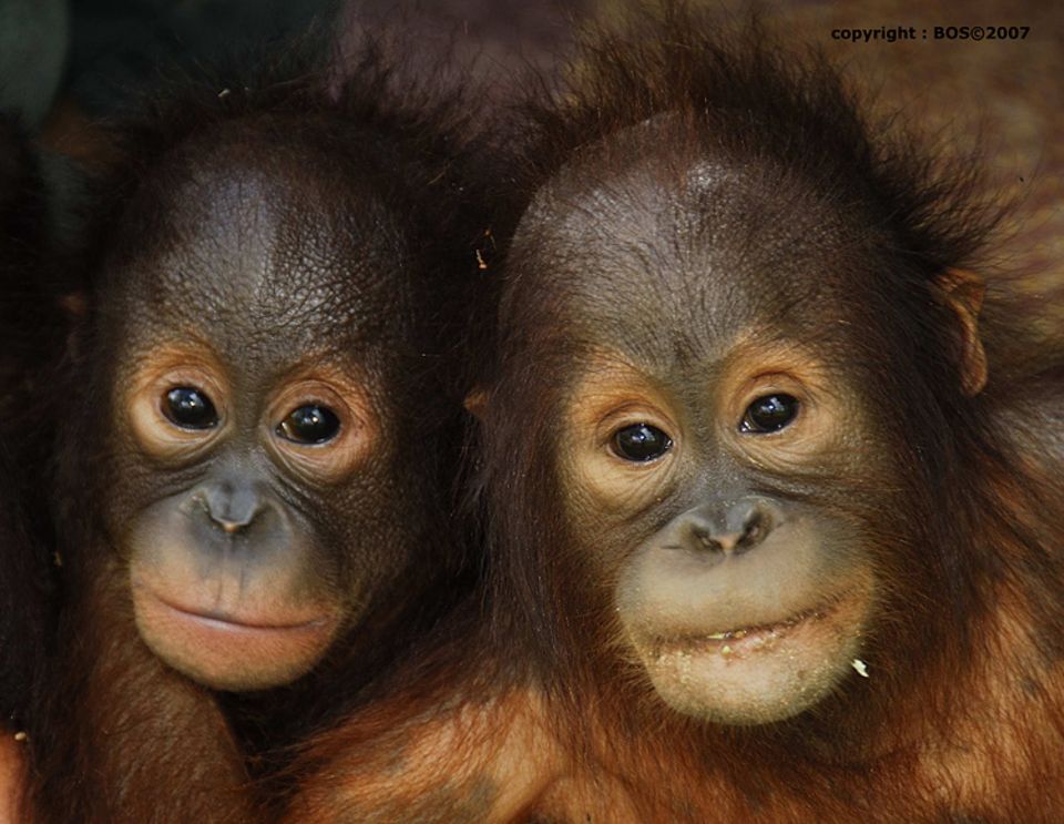 Tierlexikon: Orang-Utan - Bild 2