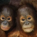 Tierlexikon: Orang-Utan - Bild 2