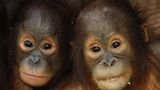 Tierlexikon: Orang-Utan - Bild 2