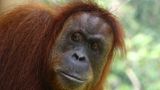 Tierlexikon: Orang-Utan - Bild 3
