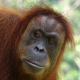 Tierlexikon: Orang-Utan - Bild 3