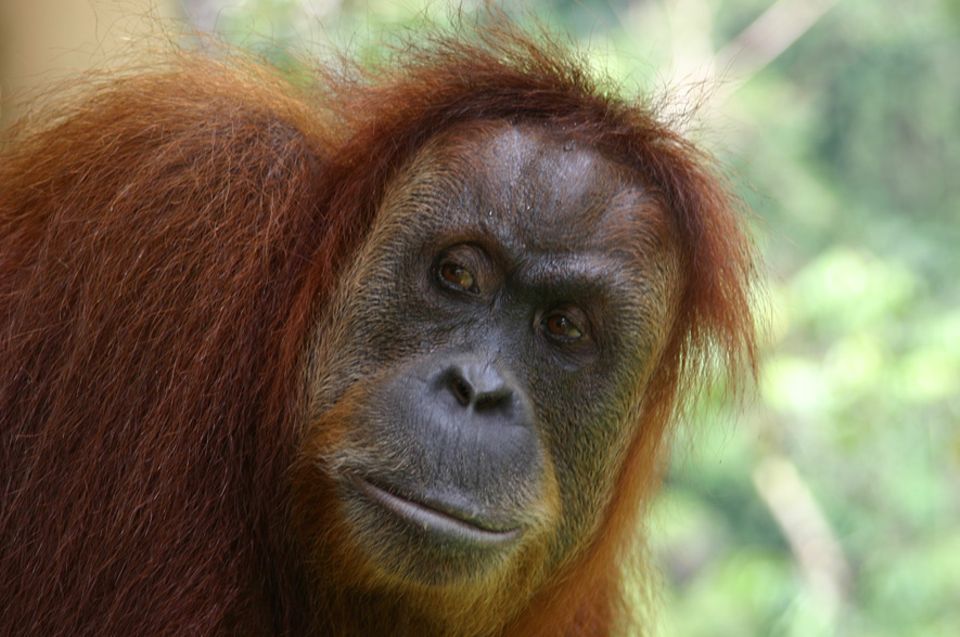 Tierlexikon: Orang-Utan - Bild 3
