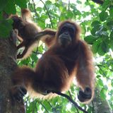 Tierlexikon: Orang-Utan - Bild 4