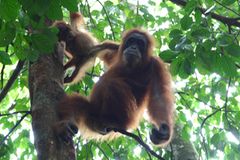 Tierlexikon: Orang-Utan - Bild 4