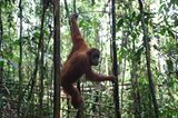 Tierlexikon: Orang-Utan - Bild 5