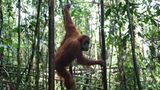 Tierlexikon: Orang-Utan - Bild 5