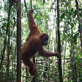 Tierlexikon: Orang-Utan - Bild 5