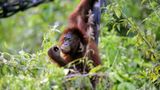 Tierlexikon: Orang-Utan - Bild 6
