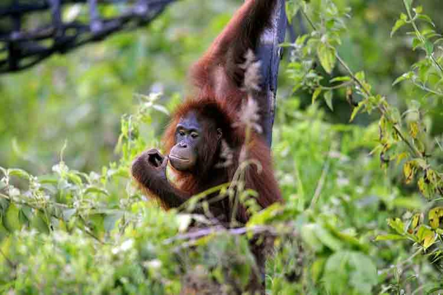 Tierlexikon: Orang-Utan - Bild 6