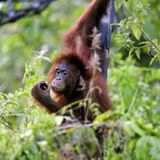 Tierlexikon: Orang-Utan - Bild 6