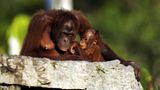 Tierlexikon: Orang-Utan - Bild 7