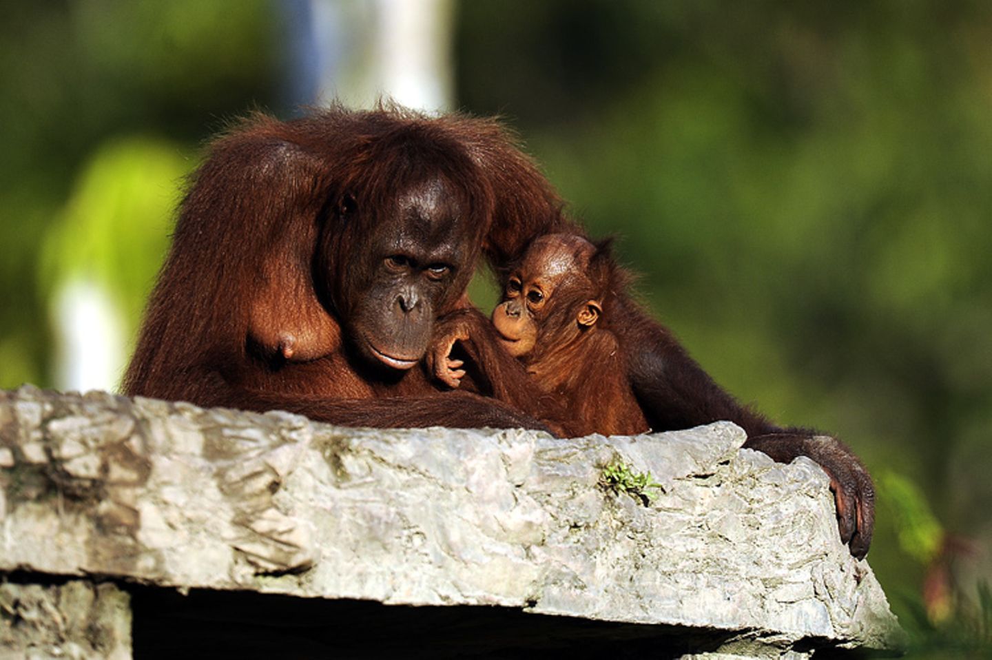Tierlexikon: Orang-Utan - Bild 7