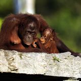 Tierlexikon: Orang-Utan - Bild 7