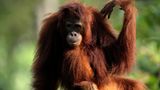 Tierlexikon: Orang-Utan - Bild 8