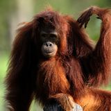 Tierlexikon: Orang-Utan - Bild 8