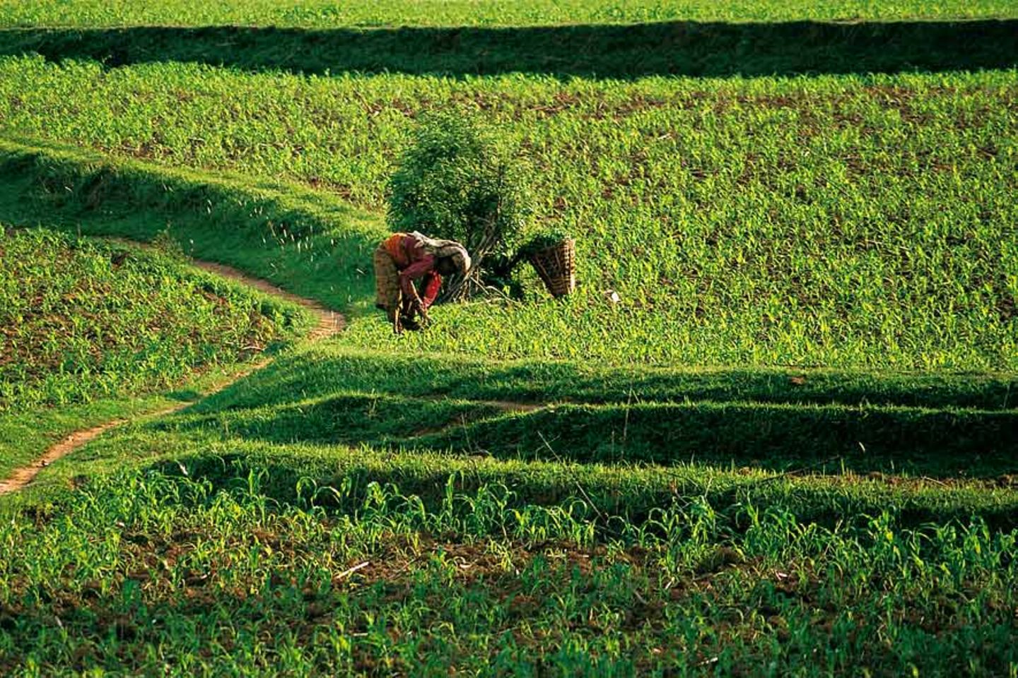 Regen Zur Erntezeit Die Größten Herausforderungen Für Die Bauern Im Osnabrücker Land - 9g8sd1o