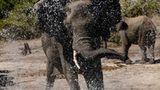 Kino: Kinotipp: African Safari 3D