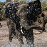 Kino: Kinotipp: African Safari 3D