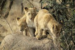 Kino: Kinotipp: African Safari 3D - Bild 4