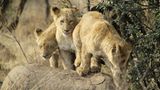 Kino: Kinotipp: African Safari 3D - Bild 4
