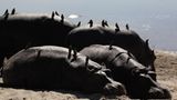 Kino: Kinotipp: African Safari 3D - Bild 5