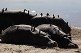 Kino: Kinotipp: African Safari 3D - Bild 5