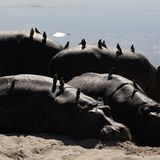 Kino: Kinotipp: African Safari 3D - Bild 5