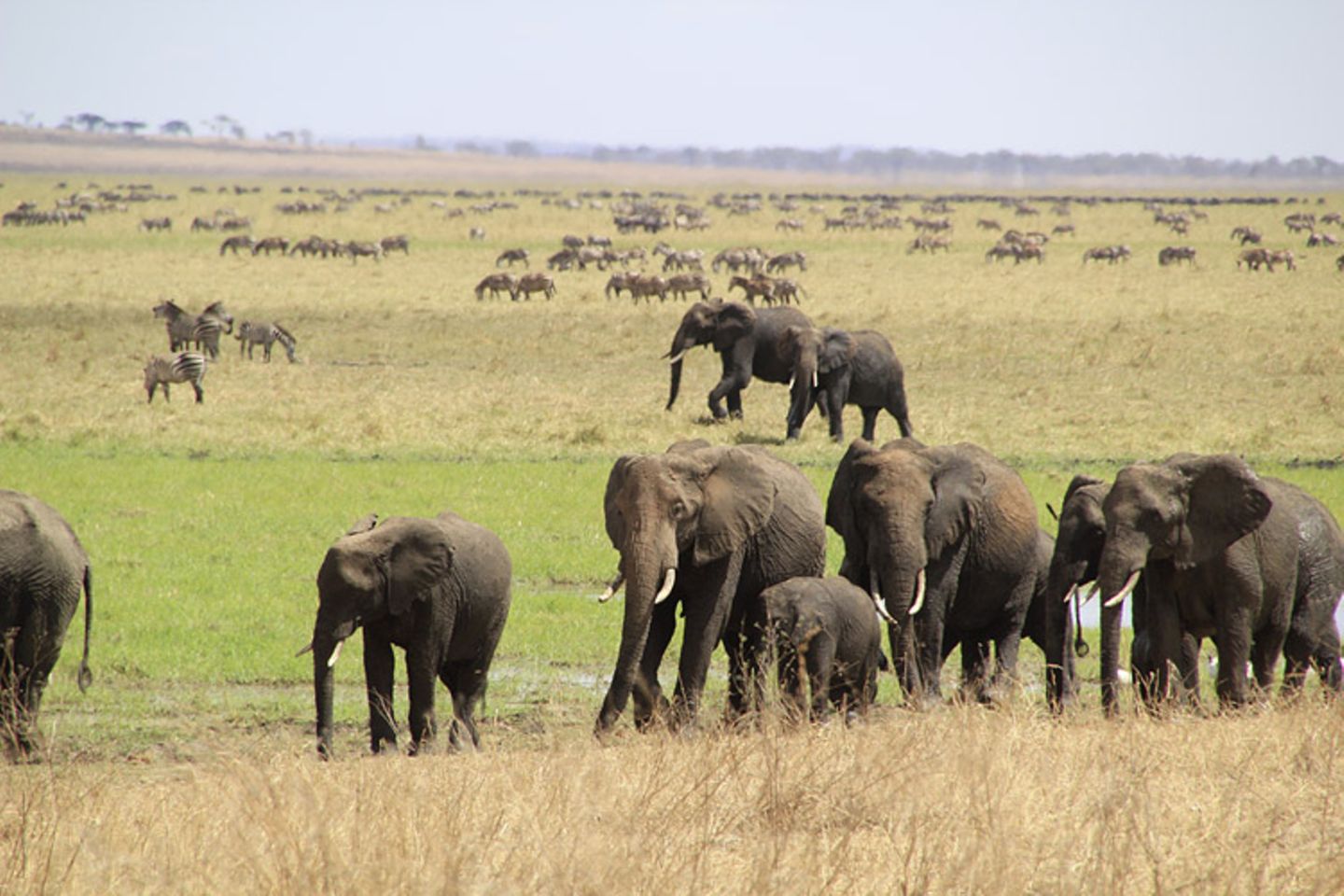 Kino: Kinotipp: African Safari 3D - Bild 6