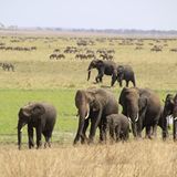 Kino: Kinotipp: African Safari 3D - Bild 6