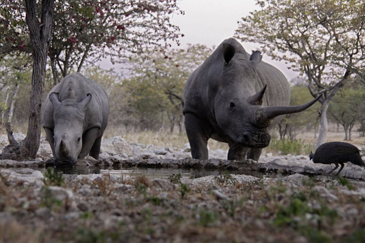 Kino: Kinotipp: African Safari 3D - Bild 7