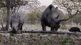 Kino: Kinotipp: African Safari 3D - Bild 7