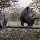 Kino: Kinotipp: African Safari 3D - Bild 7