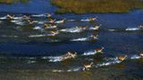 Kino: Kinotipp: African Safari 3D - Bild 12