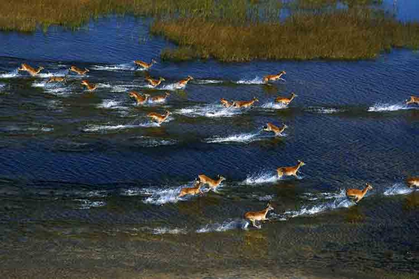 Kino: Kinotipp: African Safari 3D - Bild 12