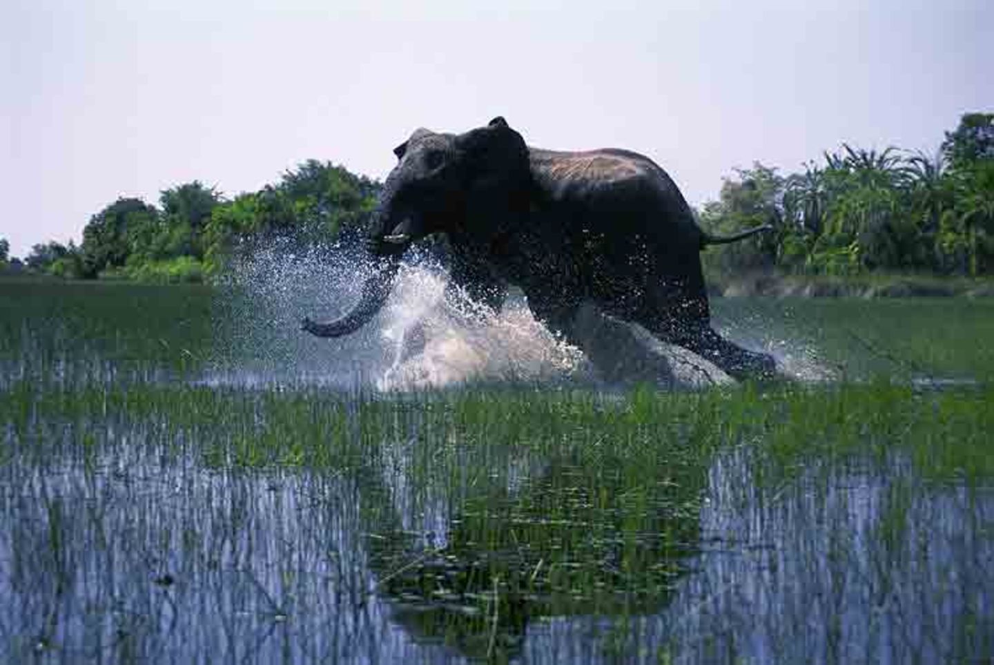 Kino: Kinotipp: African Safari 3D - Bild 13